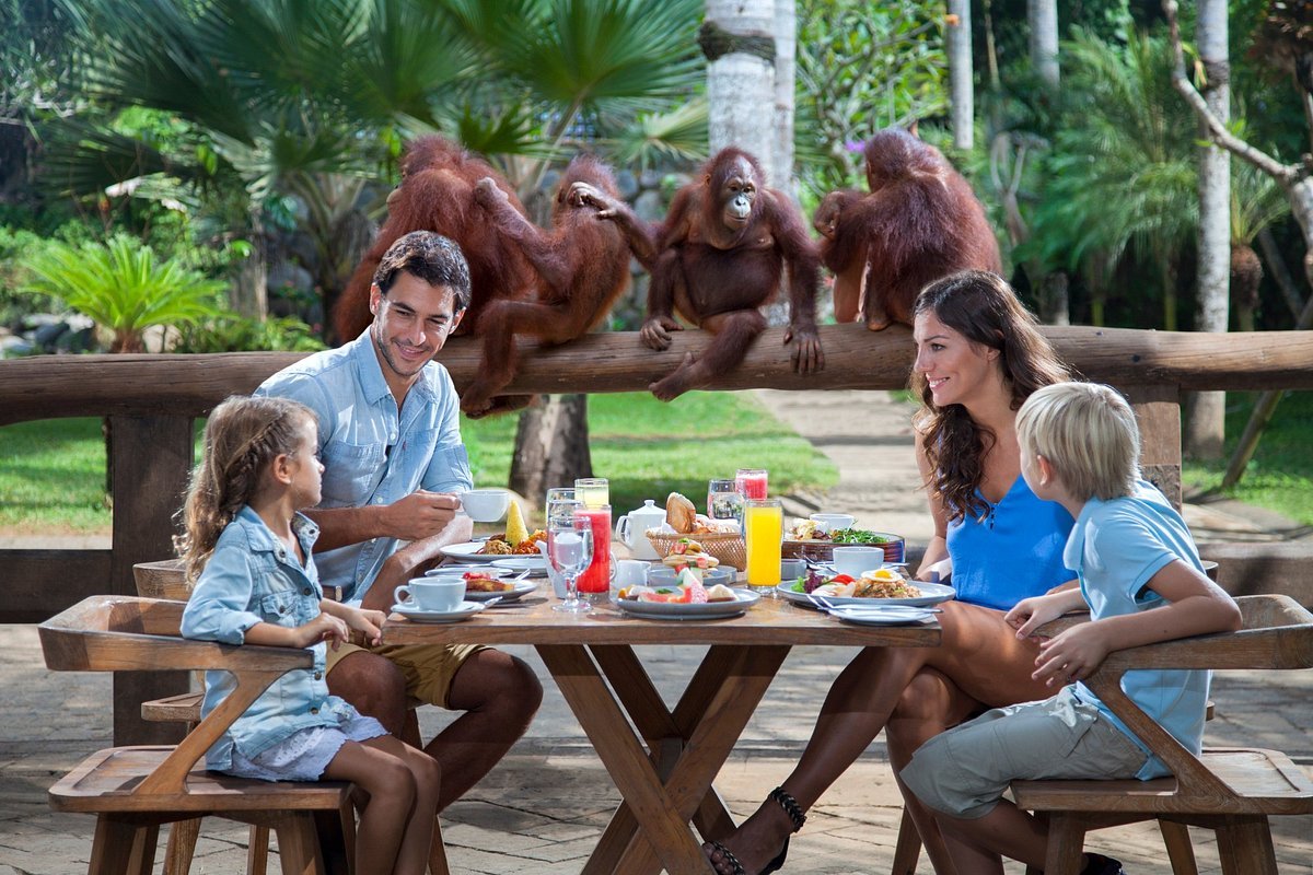 breakfast-with-orangutan