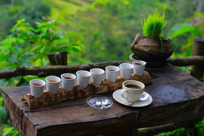 luwak coffee plantation8