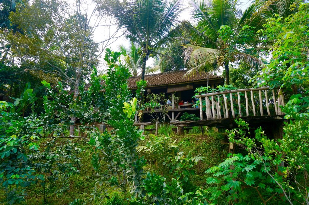 luwak coffee plantation9